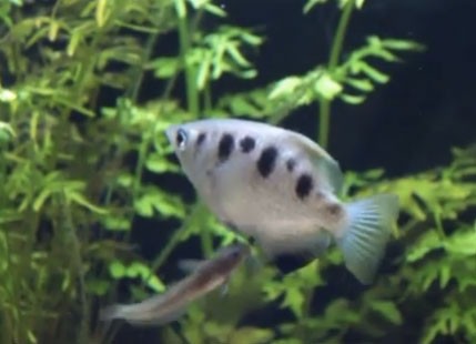 Archer fish "shooting down" a cricket