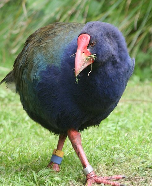 Takahe