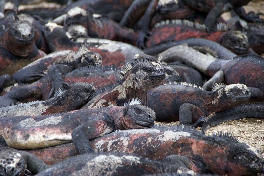 Marine iguanas