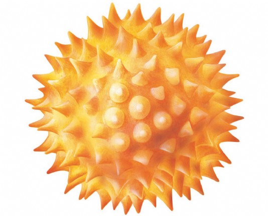 A pollen grain as seen under a microscope