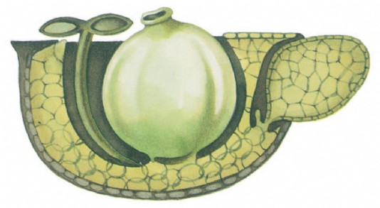 A cross-section through Wolffia