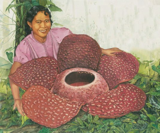 The world’s largest flower, Rafflesia