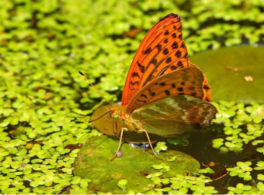 A butterfly on a duckweed (Wolffia) pond