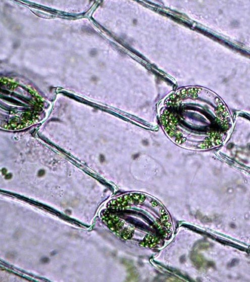 Palisade cells with chloroplasts and stomata