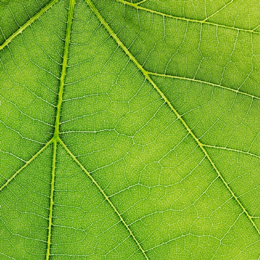 A close-up view of a leaf, showing its veins