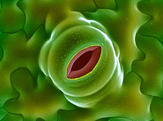 A stoma in a leaf, seen though a microscope