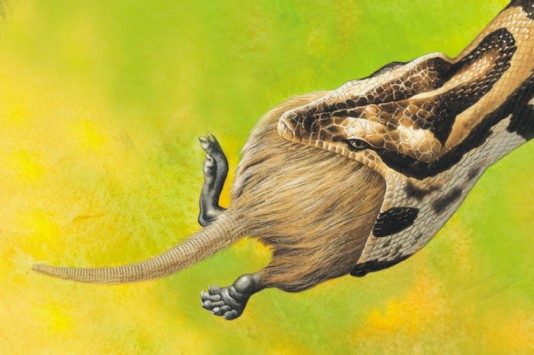 The boa swallows its dead prey whole, head first.