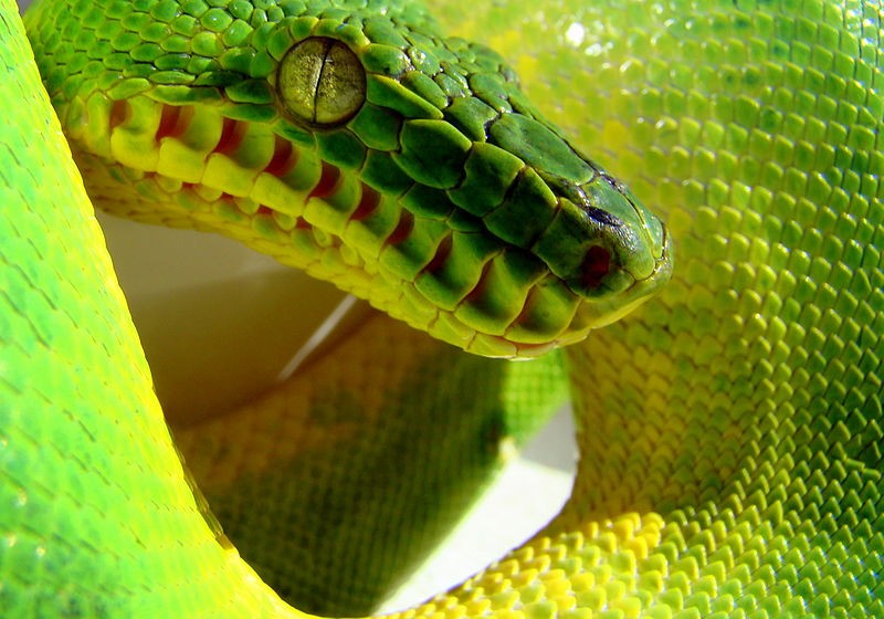 Emerald tree boa