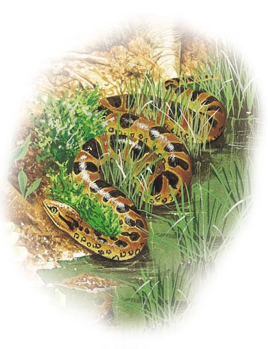 Anaconda