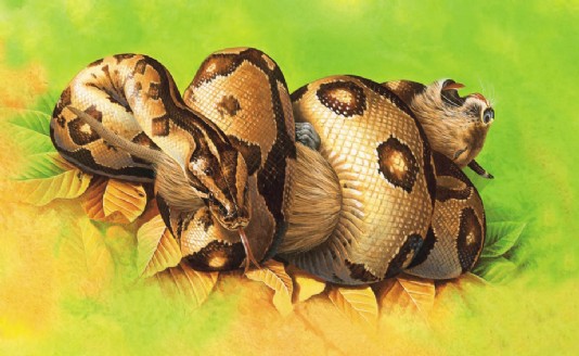 A boa constricting its victim, a rodent