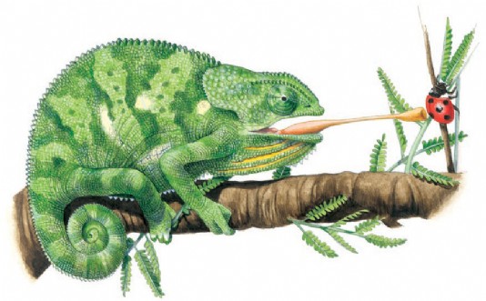 Flap-necked chameleon seizing a ladybird