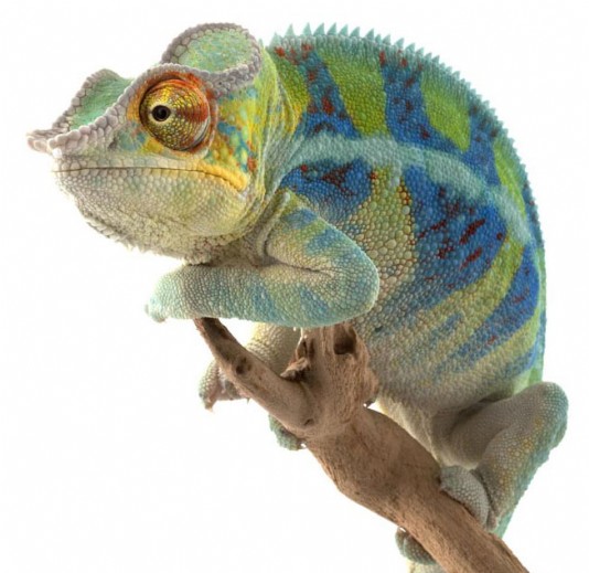 Panther chameleon
