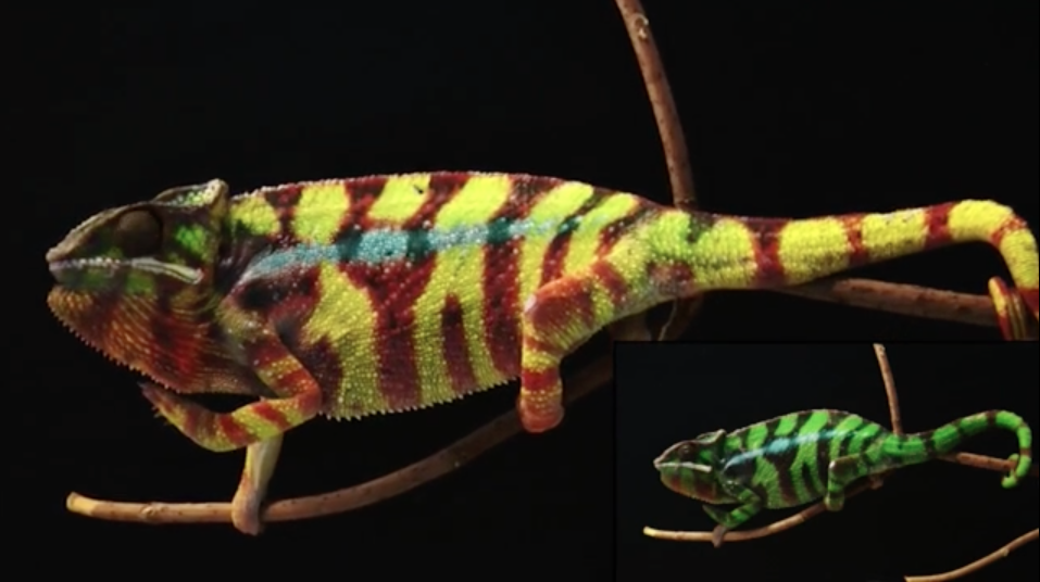 Chameleon changing colour