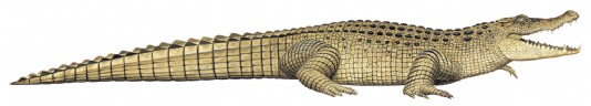 Nile crocodile