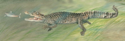 Spectacled caiman