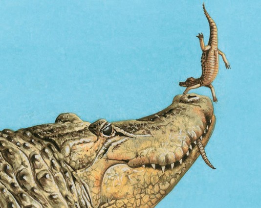 A crocodile tossing its baby in the air