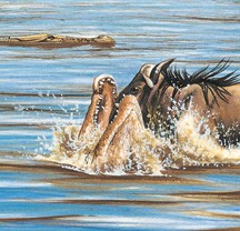 A crocodile attacks a young wildebeest.