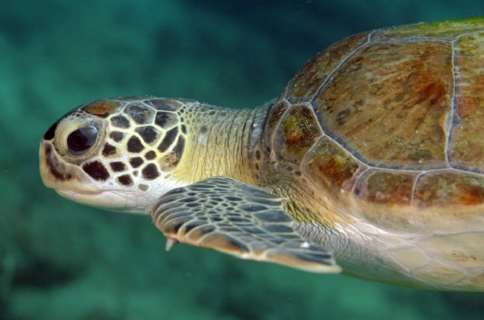 Close-up view of a green turtle's head