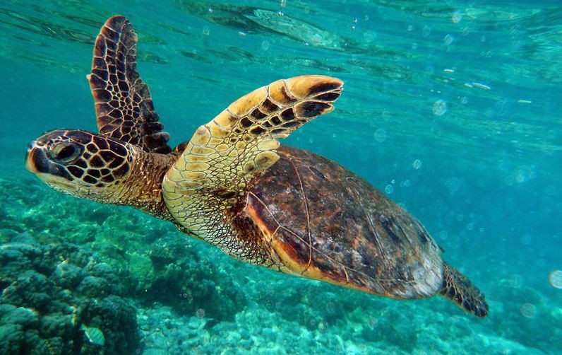 Green turtle swimming