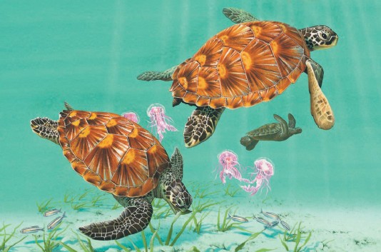 Green turtle
