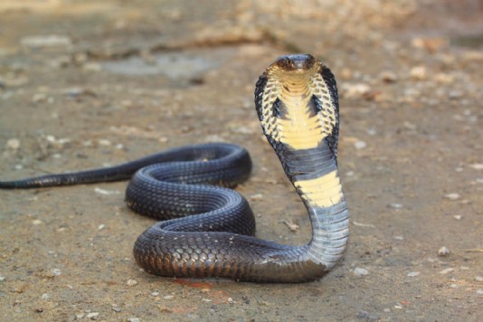 Monocled cobra