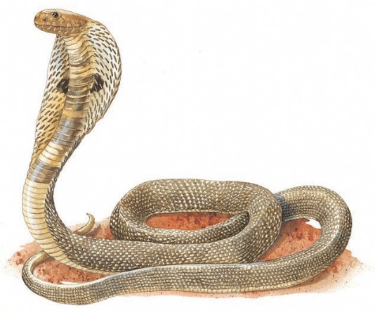 King cobra
