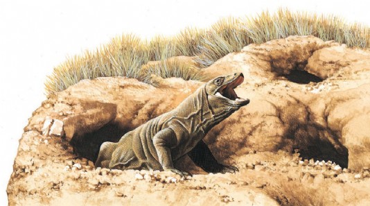 Female Komodo dragon defending her nest