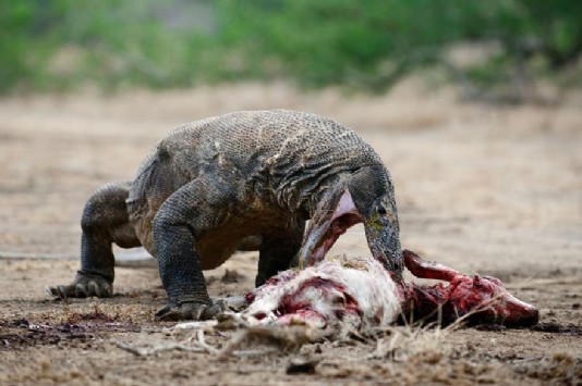 Komodo dragon