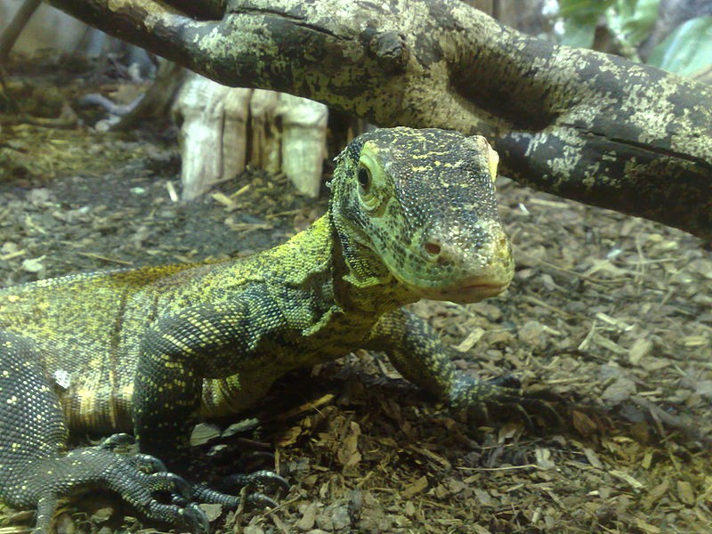 Baby komodo dragon