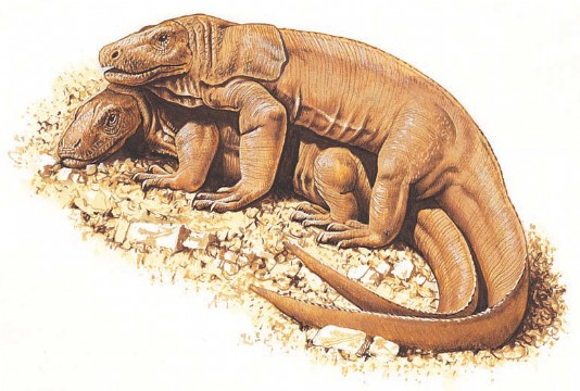 Komodo dragons mating