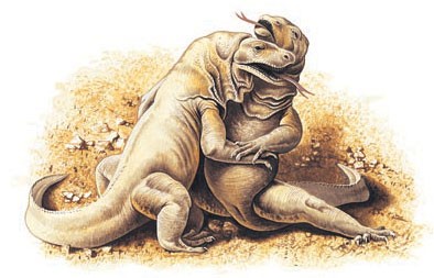 Males fighting for dominance