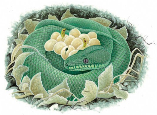 Green tree python hatchlings emerge from their eggs