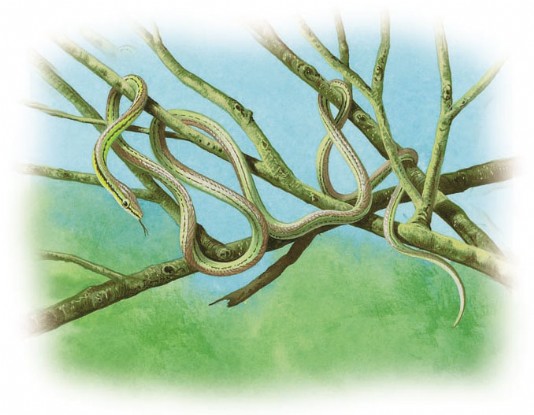 Green vine snake
