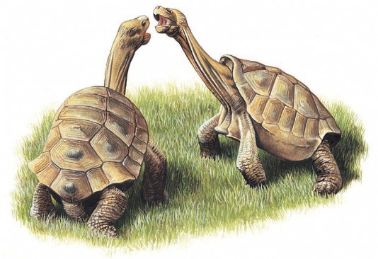Two male giant tortoises battle for supremacy.