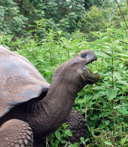 Giant tortoise eating