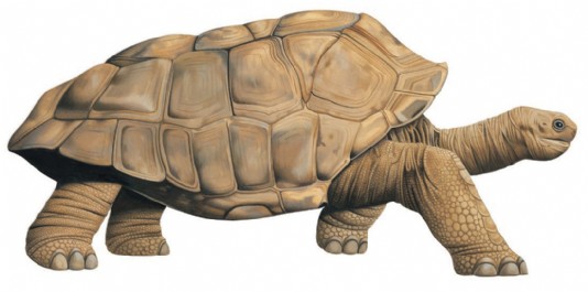 Giant tortoise