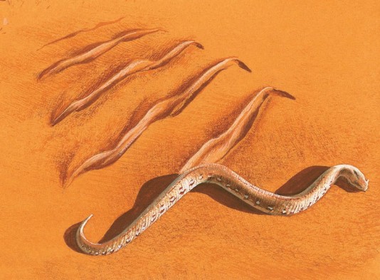 Sidewinder