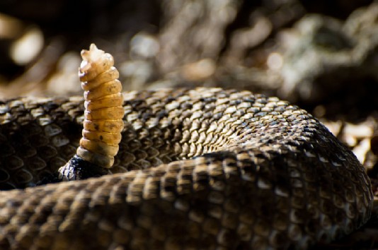 Rattle of a western diamondback rattlesnake