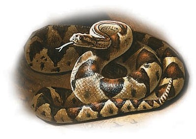 Western diamondback rattlesnake