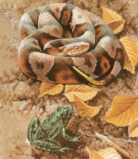 Copperhead