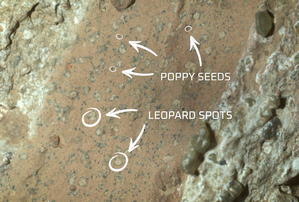 Spots on a Martian rock, possibly made by living things