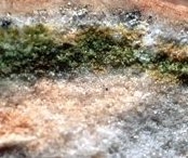 Endolithic life-forms inside a rock on Earth