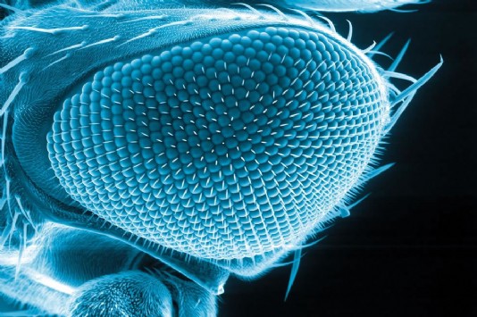 A scanning electron micrograph of a fruit fly's eye