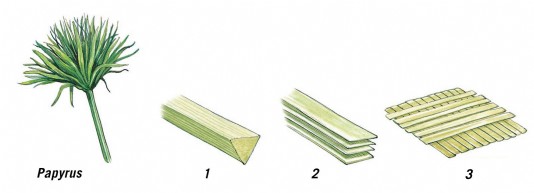 Stages in making paper from a papyrus reed