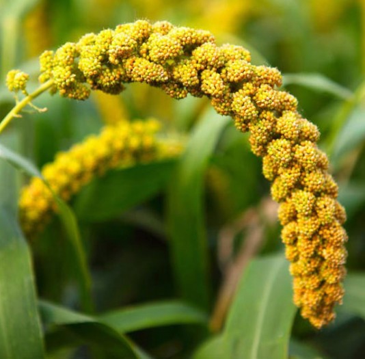 Millet