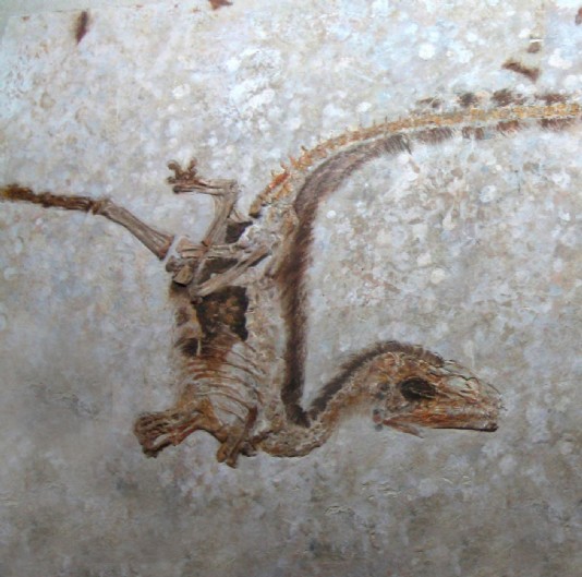 A fossil of Sinosauropteryx
