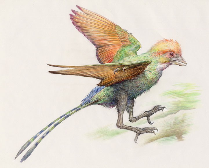 Changchengornis, a prehistoric bird