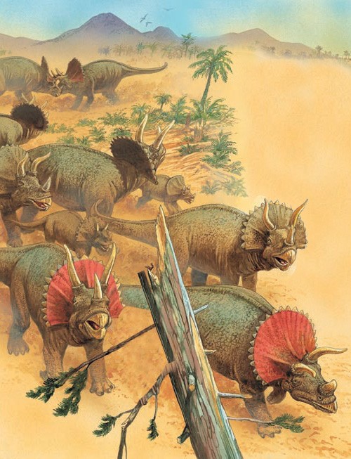 A herd of Triceratops