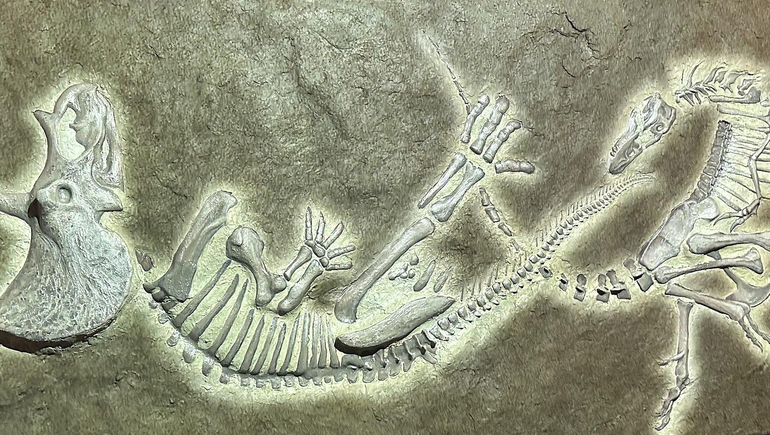 Reconstruction of the Duelling Dinosaurs fossil