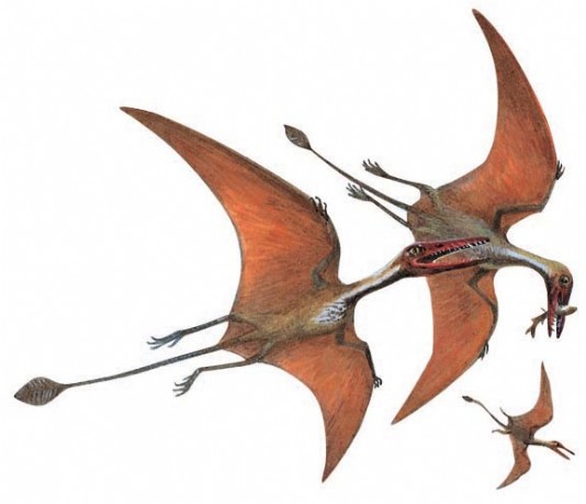 Eudimorphodon